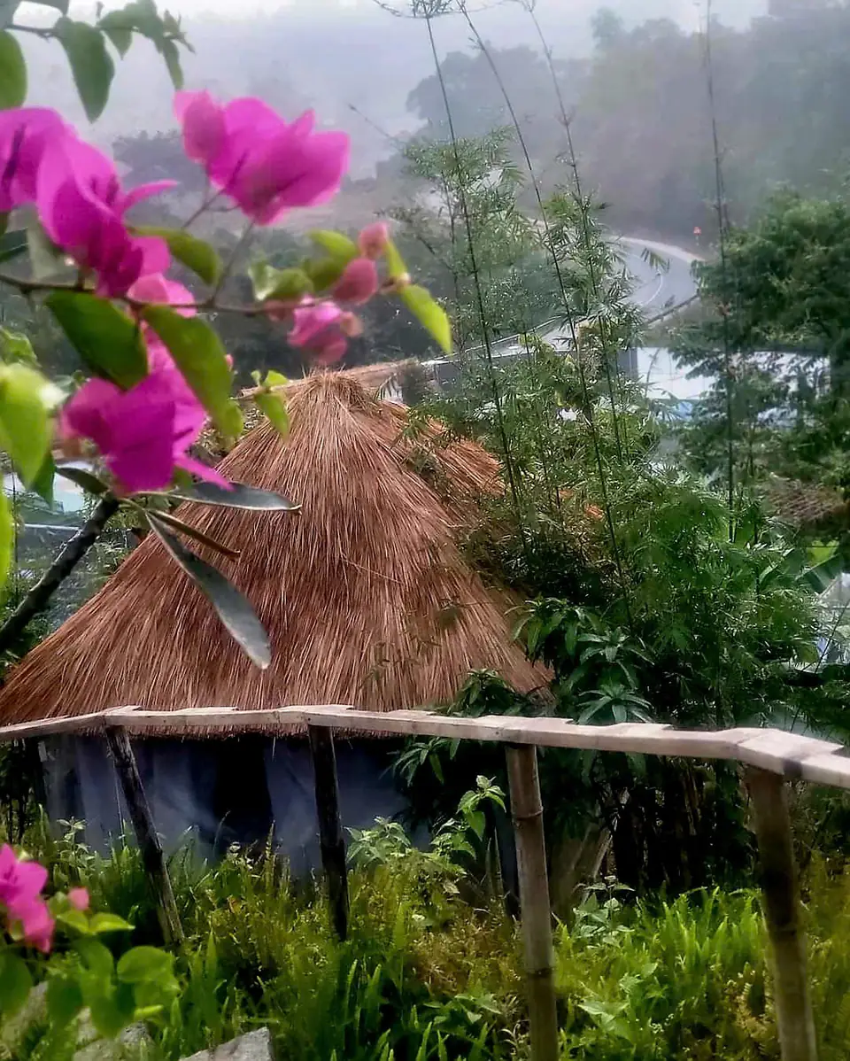 Hoa giấy hồng bên mái tranh, sương phủ thung lũng phía sau