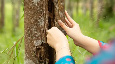 Hai bàn tay chạm vào thân cây trầm có vết nứt
