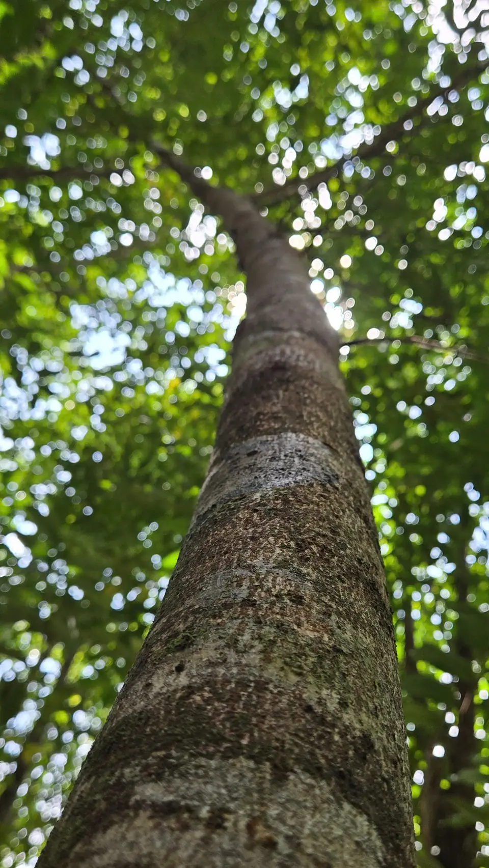 Nhìn từ gốc lên thân cây trầm cao vút vào tán lá